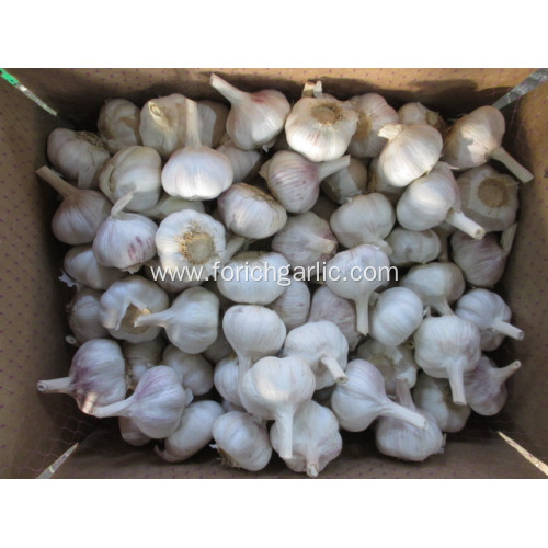 2020 Good Fresh Normal White Garlic